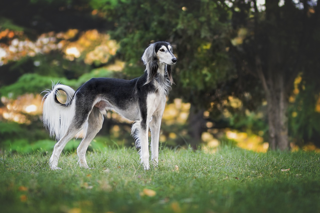 The Benefits of Traveling with a Pet Service Dog